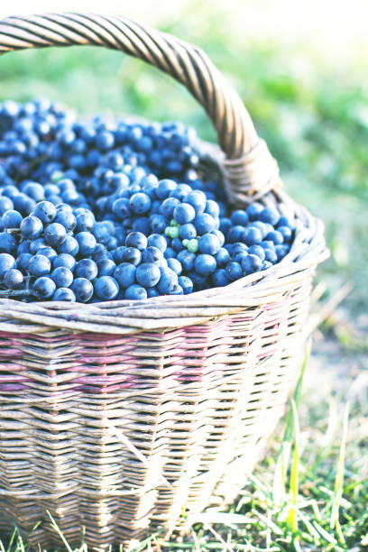 istock Dark grapes in a basket. Grape harvesting. 1006489054