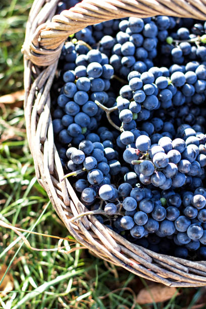 istock Dark grapes in a basket. Grape harvesting. 1006489078