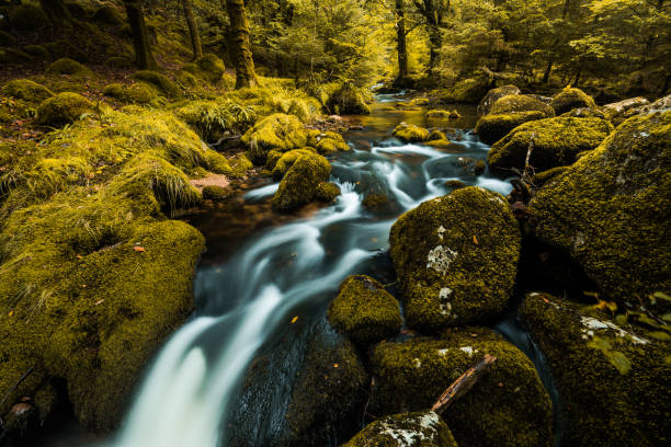 istock Wilderness in Dartmoor autumn forest, toned and filtered image effect 1006489510