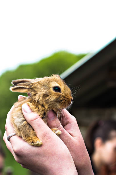 istock A funny little red-haired rabbit in female hands. 1006489770