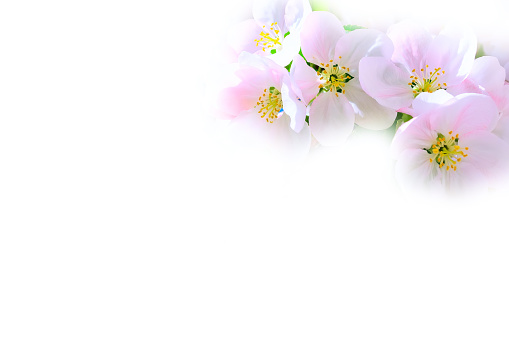 The branch of white and pink apple flower blossom on white background, copy space