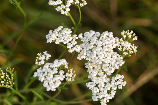 istock achillea millefolium - yarrow - flowers macro 1006496170
