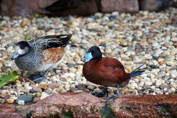 istock Blue-beaked ducks in Animal park 1006497060