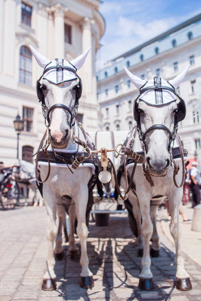 Pair of white horses and carriage on the street in Vienna, Austria