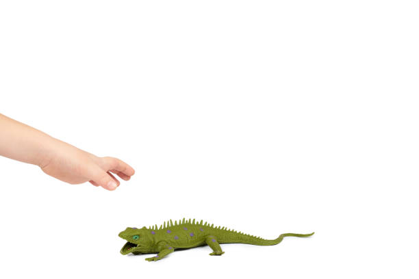 istock Green rubber lizard toy with kid hand, isolated on white background. copy space template 1006503656