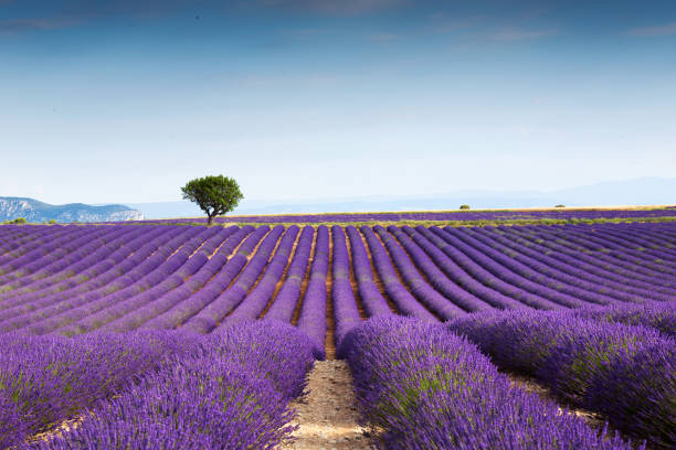 istock Beautiful landscape of lavender fields at sunset with dramatic sky. 1006504074