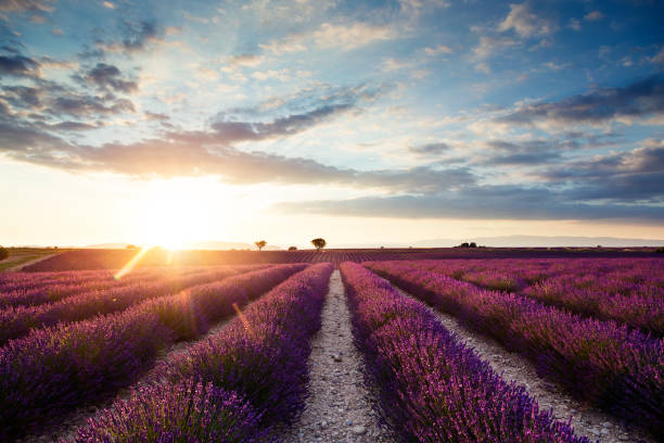 istock Beautiful landscape of lavender fields at sunset with dramatic sky. 1006504182