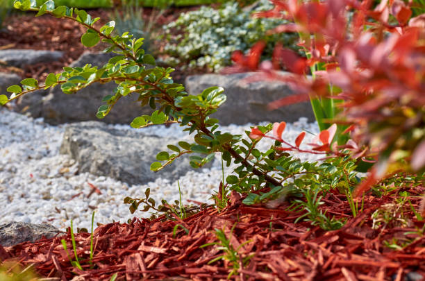 istock Fresh nature plant close up with decorative rocks. 1006504636