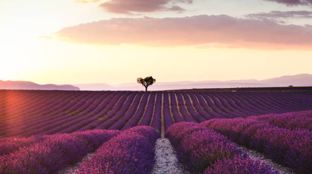istock Beautiful landscape of lavender fields at sunset with dramatic sky. 1006504726