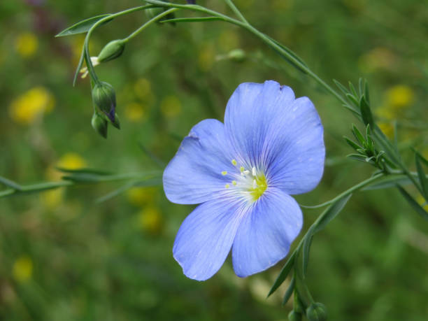 istock Wild blue flax flower with buds on green background, macro shot 1006508002
