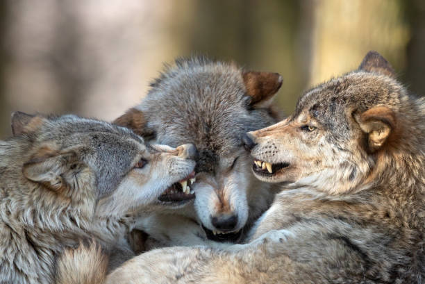 캐나다 목재 늑대 토론 - canadian timber wolf 뉴스 사진 이미지