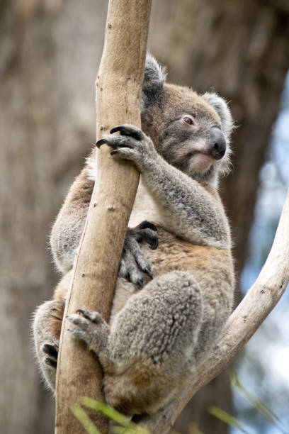 istock Koala siting on the branch in the zoo. Australia. 1006512456