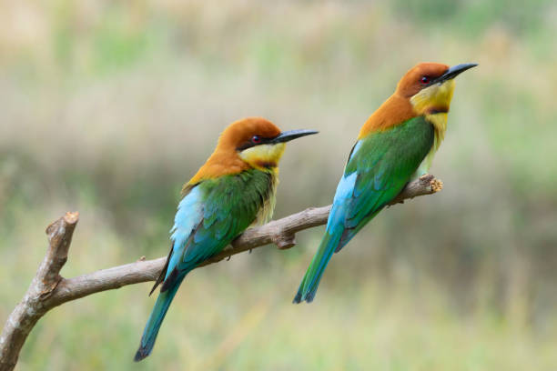 istock Pair of Chestnut-headed bee-eaters or Merops leschenaulti perching on tree branch , Thailand 1006514662