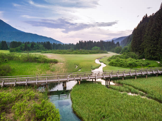 istock Wooden footpath or bridge over natural water reserve 1006515314