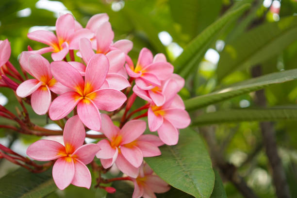 frangipani flower stock photo