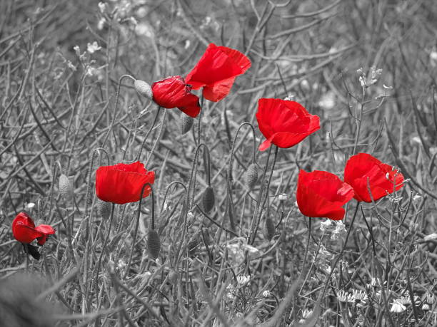 istock Poppy in the field 1006518872