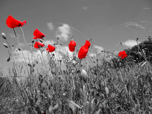 istock Poppy in the field 1006518958
