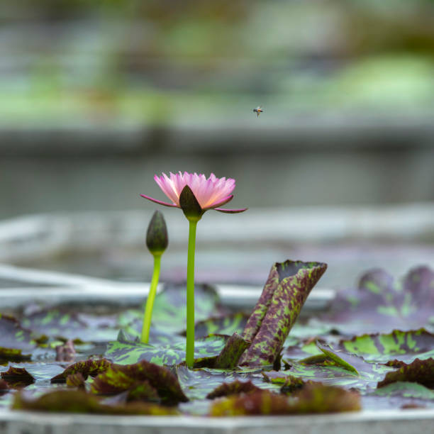 istock Beautiful lotus flower 1006519312