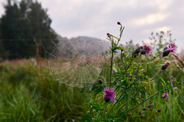 istock Gossamer early in the morning. 1006521790