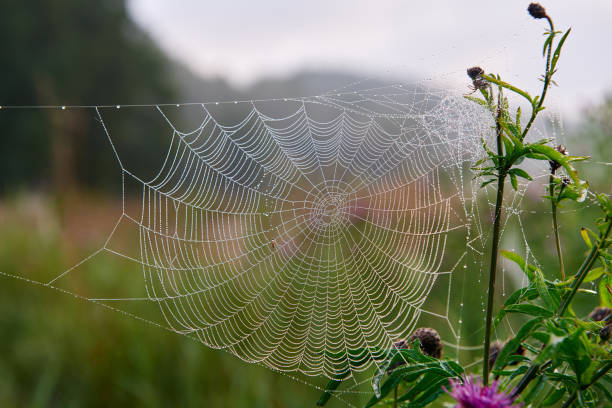 istock Gossamer early in the morning. 1006521834