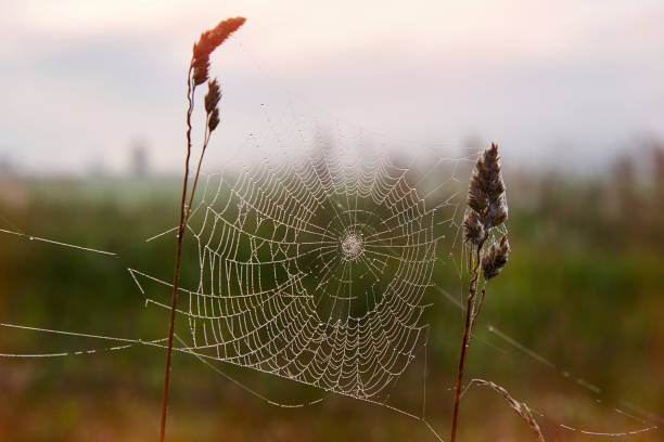 istock Gossamer early in the morning. 1006521858