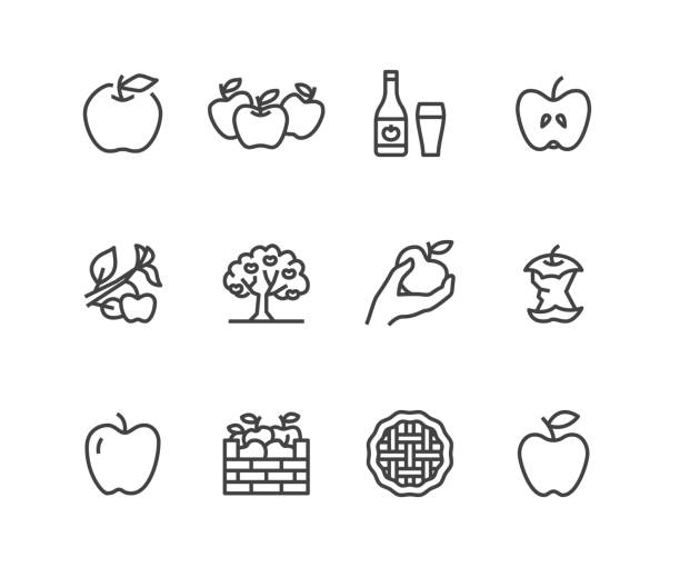 ilustrações, clipart, desenhos animados e ícones de ícones de linha plana de maçãs. apple picking, outono festival da colheita, ilustrações de cidra de fruta de ofício. sinais de finas para loja de alimentos orgânicos. pixel perfect 48x48. cursos editáveis - fruit freshness tree foods and drinks