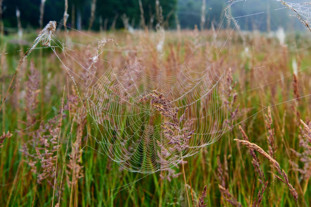 istock Gossamer early in the morning. 1006521876