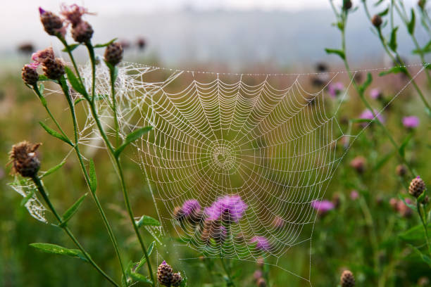 istock Gossamer early in the morning. 1006521878