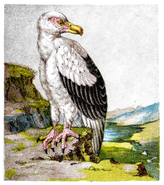 ilustrações de stock, clip art, desenhos animados e ícones de the palm-nut vulture (gypohierax angolensis) or vulturine fish eagle - 1855