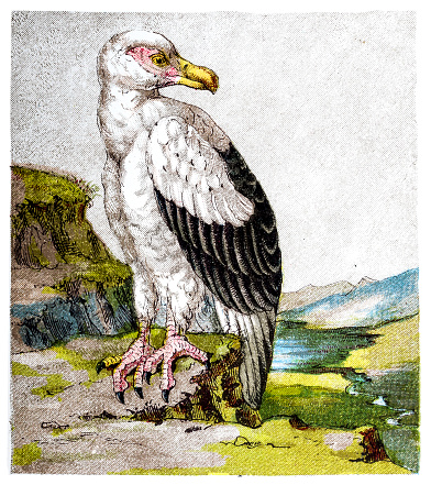 Illustration of the palm-nut vulture (Gypohierax angolensis) or vulturine fish eagle