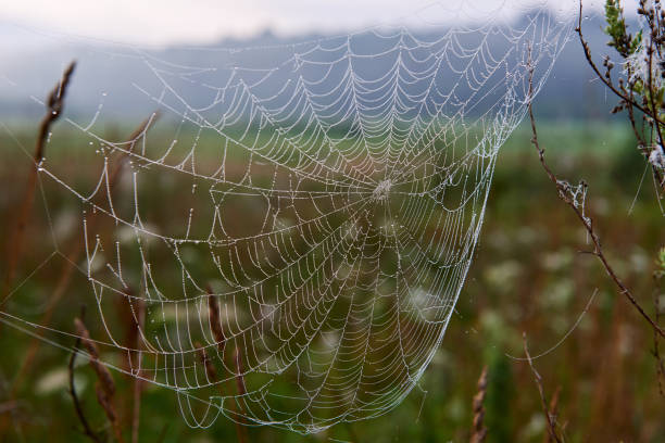 istock Gossamer early in the morning. 1006521920