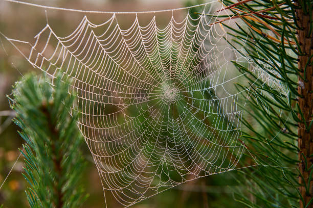 istock Gossamer early in the morning. 1006522032