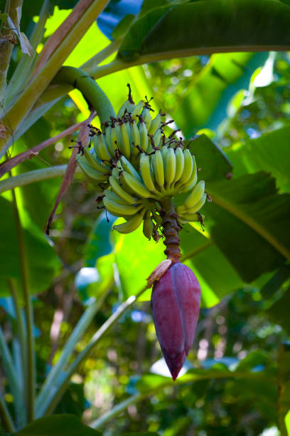 istock A large beautiful bud of banana and fruit. 1006524918