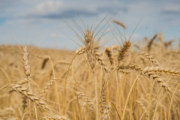 istock golden wheat on the field on a sunny day 1006529030