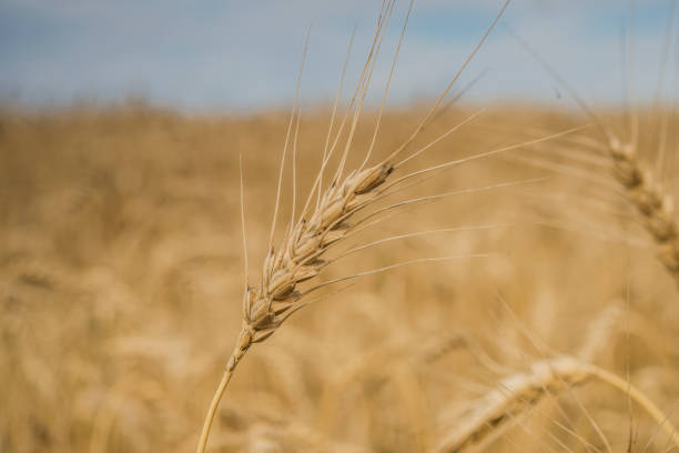 istock golden wheat on the field on a sunny day 1006529052