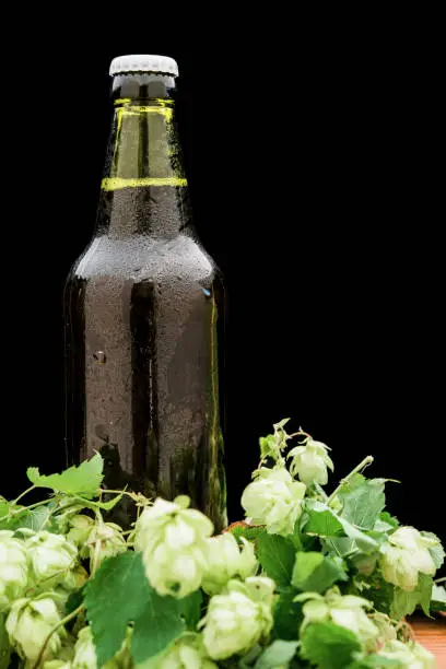 Photo of bottle of beer with hops on the table and drops