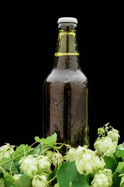 Photo of bottle of beer with hops on the table and drops