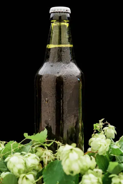 Photo of bottle of beer with hops on the table