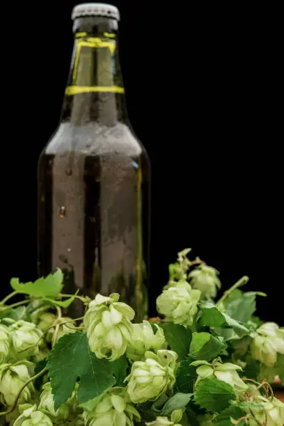 Photo of bottle of beer with hops on the table