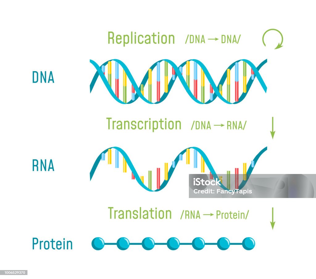 Traducción, transcripción y replicación del ADN - arte vectorial de ADN libre de derechos