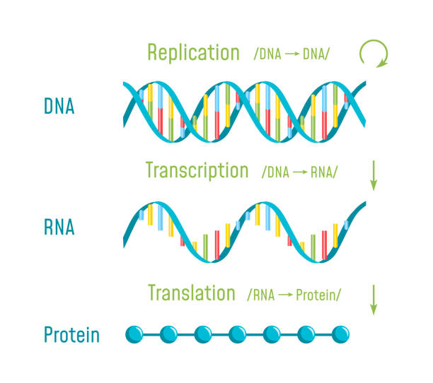 ilustraciones, imágenes clip art, dibujos animados e iconos de stock de traducción, transcripción y replicación del adn - nucleotides