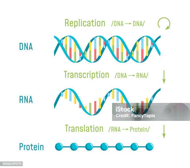 Ilustración de Traducción Transcripción Y Replicación Del Adn y más Vectores Libres de Derechos de ADN - ADN, ARN, ARN mensajero