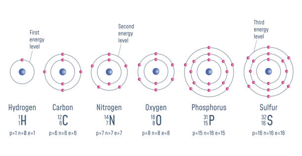 Structure of an Atom Structure of an atom. Hydrogen. Carbon. Nitrogen. Oxigen. Phosphorus. Sulfur. Atomic Model diagram. Vector illustration nitrogen stock illustrations