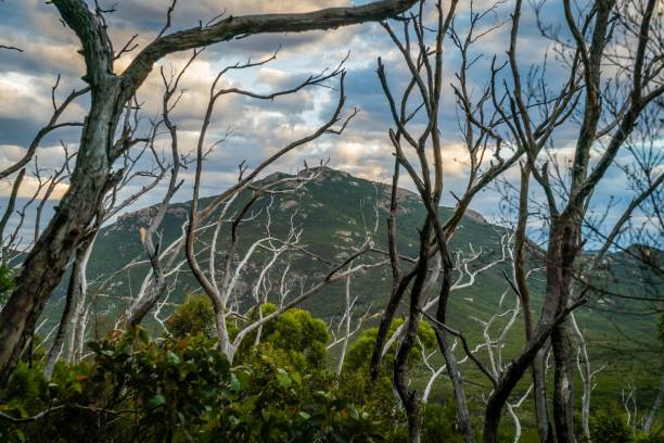 istock Dead trees in a forest in Australia after a bushfire 1006535174