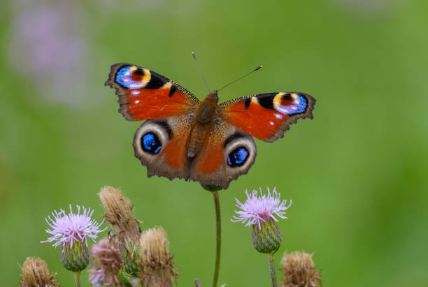 istock Closeup butterfly on flower with green background 1006535176