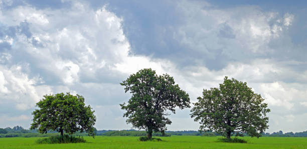 istock meadow in the floodplain of the Pripyat River. Three oak trees. 1006538520