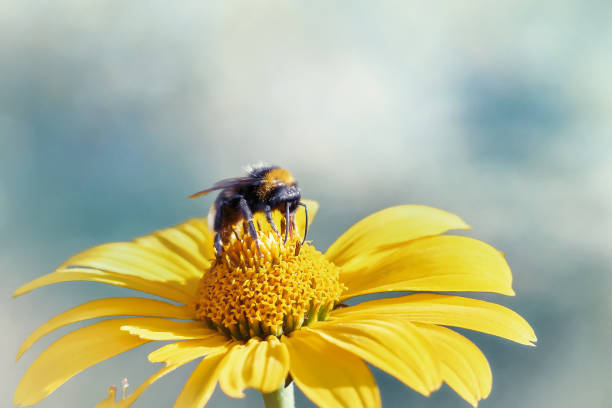 istock Bumblebee close-up on a beautiful yellow flower on a blue sky background, macro, natural image 1006541798