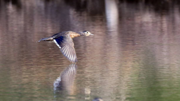 istock Female Wood Duck 1006541906