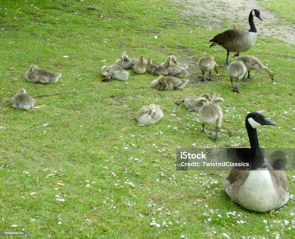 Cặp Ngỗng Canada Với 15 Con Goslings Trẻ Hình ảnh Sẵn có - Tải ...