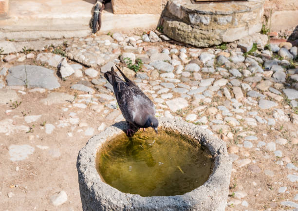 Thirsty small pigeon or dove drinks water from an old ancient stone trough in a hot sunny day